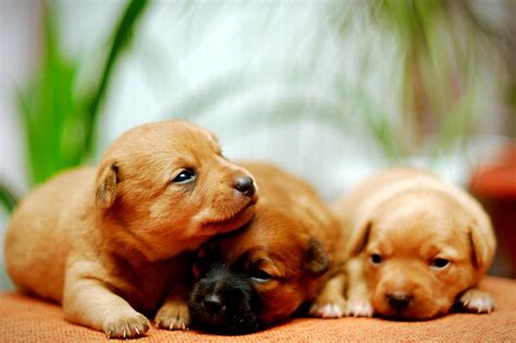 Dogs and puppies. Things To Know About Dogs and puppies. 